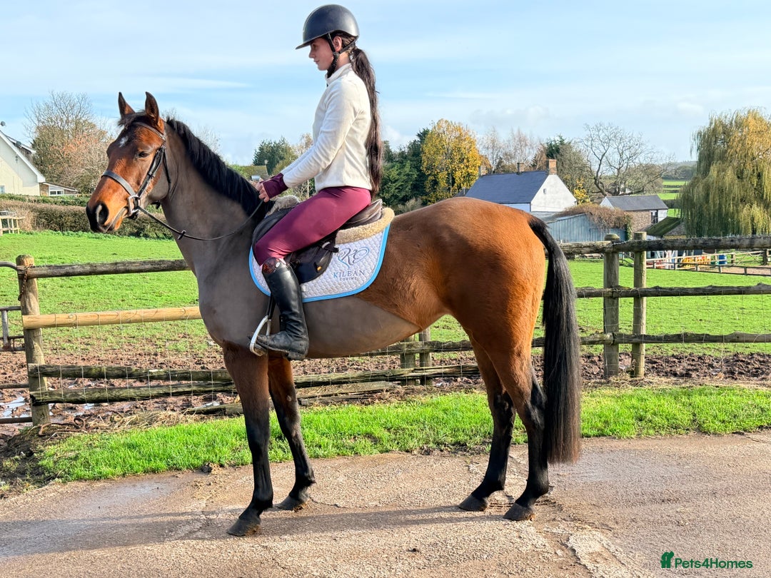 Other Breed horses for sale: Easy Allrounder  - Advert 4