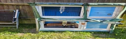 Mixed Breed rabbits for sale: 6 month old cute sisters looking for a loving home - Advert 5