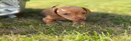 Miniature Dachshund dogs for sale: READY TO LEAVE🏆💙💖 KC REG 5 STAR BREEDER💙💖🏆 - Advert 33