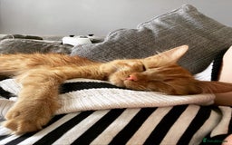 British Longhair cats for sale: Beautiful female ginger cat looking for home - Image 4