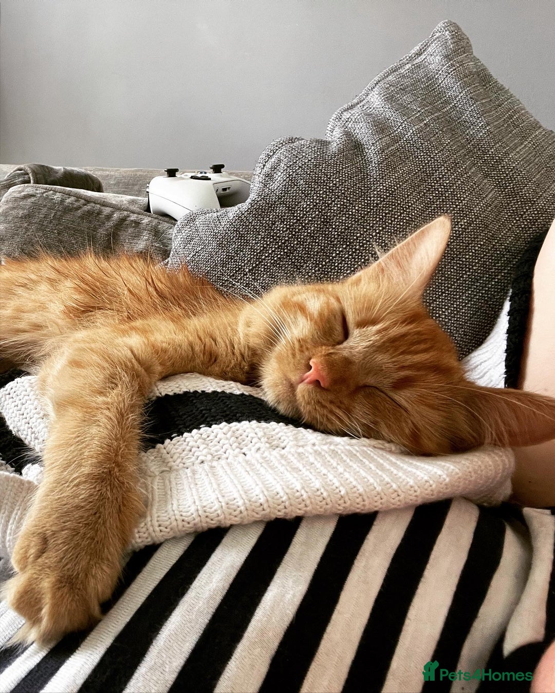 British Longhair cats for sale: Beautiful female ginger cat looking for home - Image 4