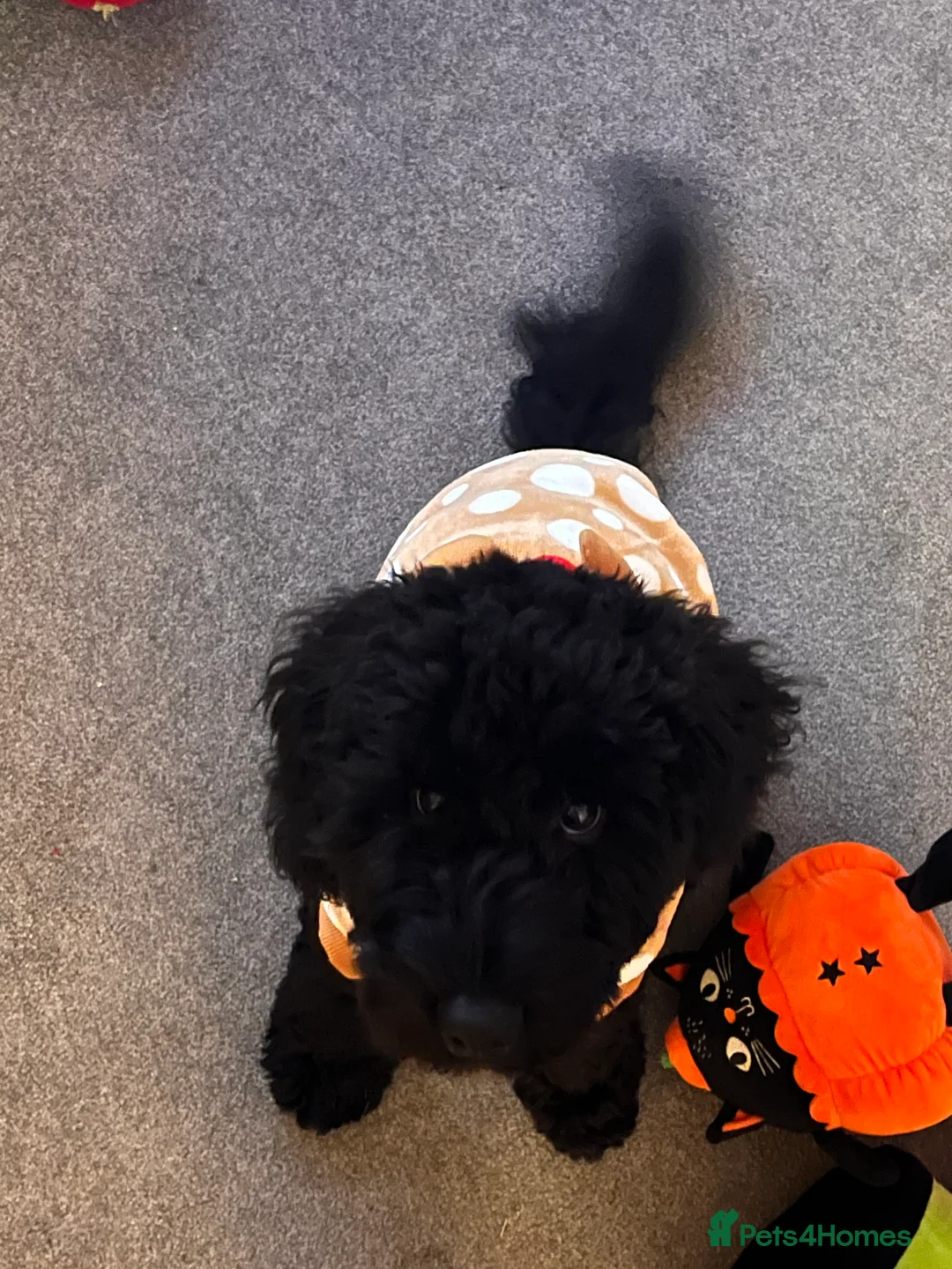 Cockapoo dogs for sale: Cockapoo puppy to a good home, everything included - Advert 2