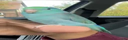 Parrots birds for sale: Beautiful Hand Tame Baby Male Parrotlet  - Advert 4