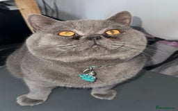 British Shorthair cats for sale: Stunning British Short Hair Kittens - Image 26