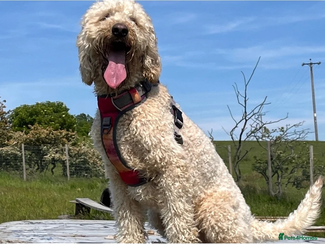 Mixed Breed dogs for sale: Golden Doodle X  - Advert 2