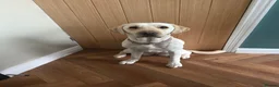 Labrador Retriever dogs for sale: Labrador puppies  in Burnley - Advert 5