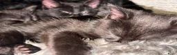 Mixed Breed cats for sale: Ragdoll x Bombay Female Kitten - Advert 13