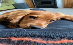 Cockalier dogs for sale: 6 month Cockalier - Image 1