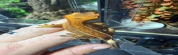 Gecko reptiles for sale: Various crested geckos for sale  - Advert 5