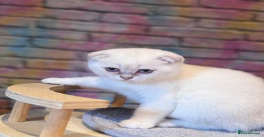 Scottish Fold cats - Advert 5