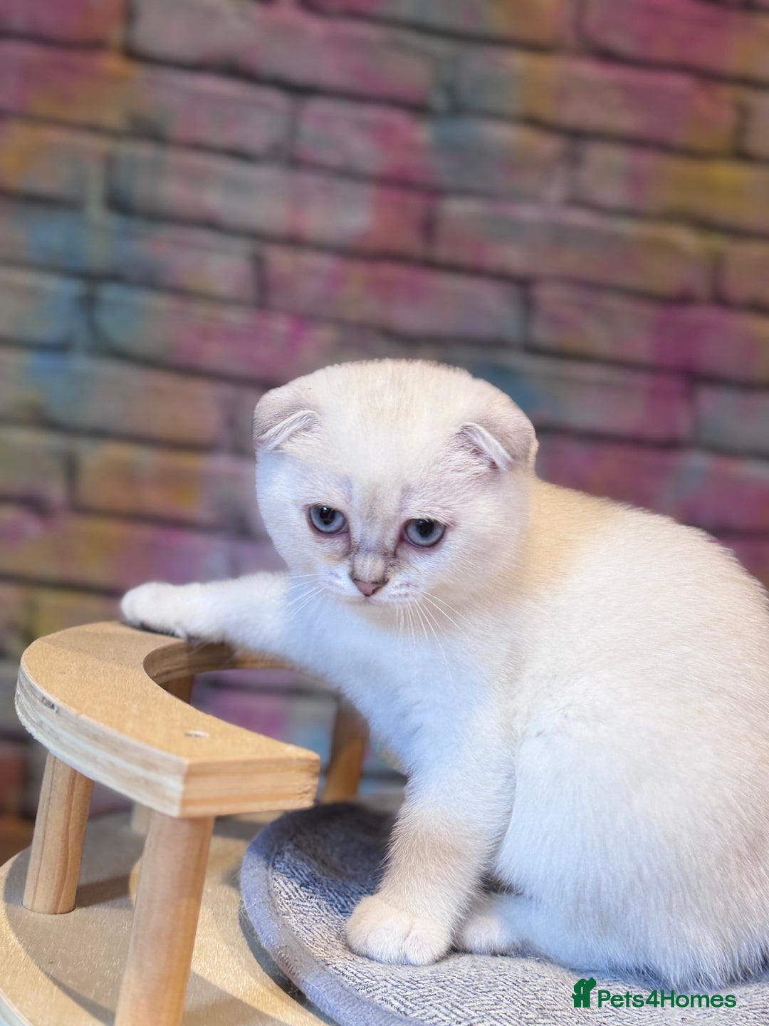 Scottish Fold cats for sale: READY 📣PEDIGREE SCOTTISH FOLD KITTENS 🐱  - Image 3