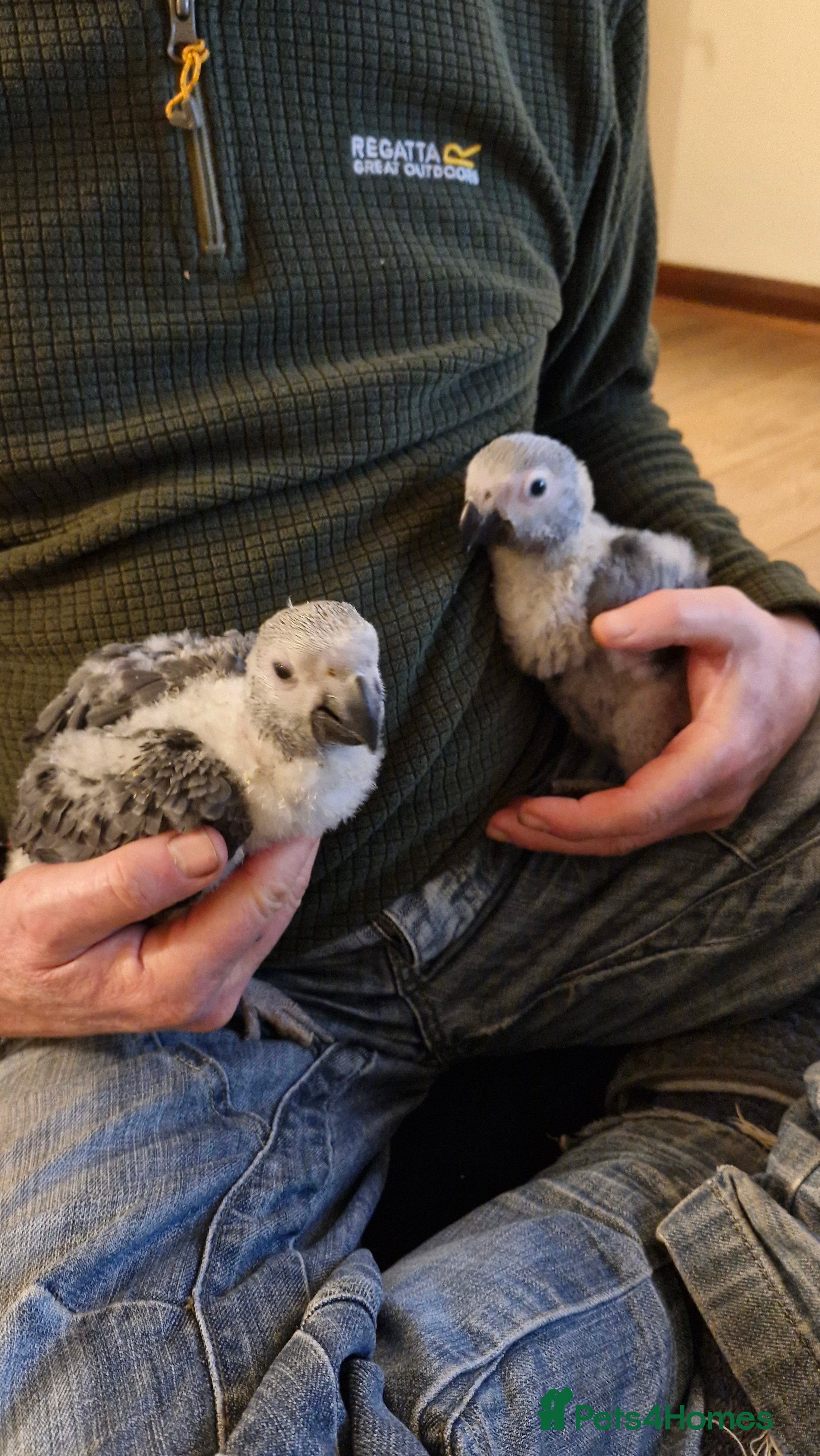 Parrots birds Hand reared Baby African Greys congo  - Advert 1