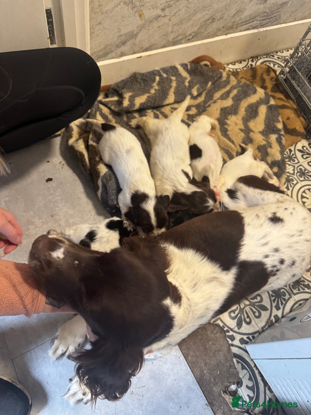 Cocker Spaniel dogs for sale: Cocker spaniel puppies working family pets - Image 4
