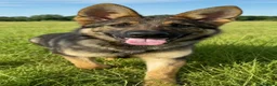German Shepherd dogs for sale: 7 Month Old German Shepherd Female German Import - Advert 2