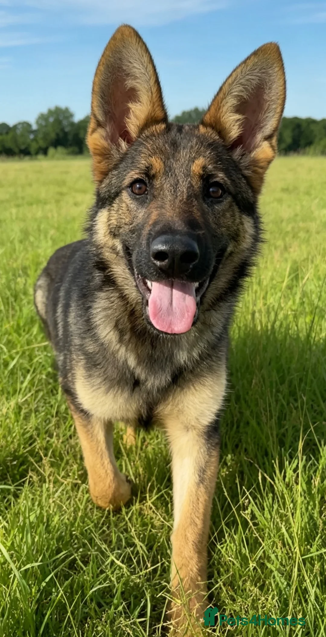 German Shepherd dogs for sale: 7 Month Old German Shepherd Female German Import - Advert 2