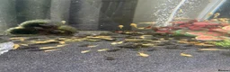 Plecos fish for sale: Home-Bred Bristlenose Plecos - Advert 3