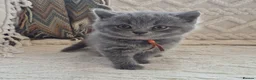 British Shorthair cats for sale: Purebred british shorthair kittens in Wigton - Advert 40