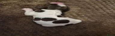 English Springer Spaniel 5