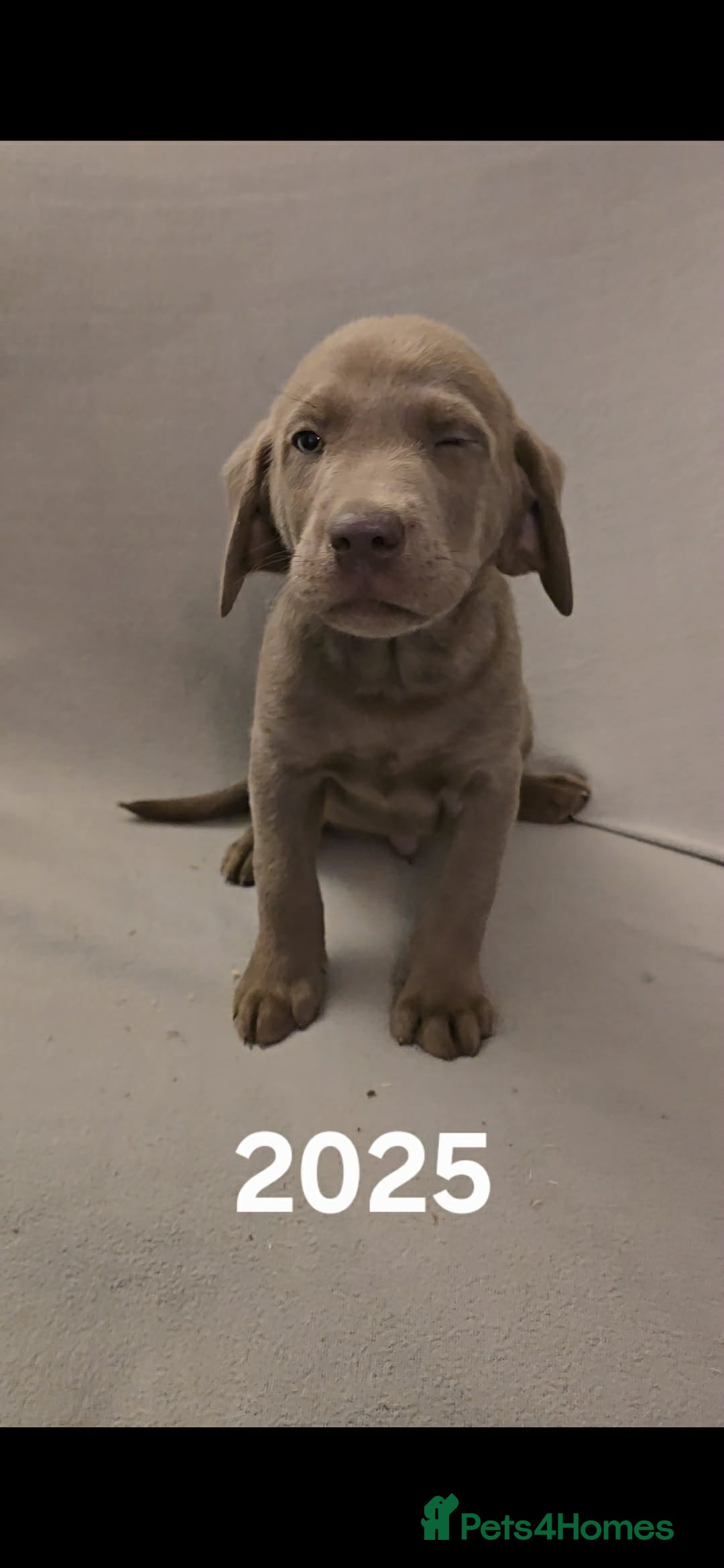 Labrador Retriever dogs for sale: Stunning silver Labradors  - Advert 10