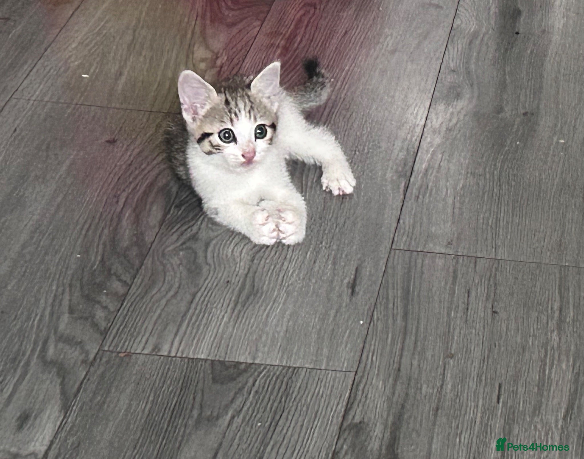 Domestic Shorthair cats Gorgeous Tabby Girl - Advert 2