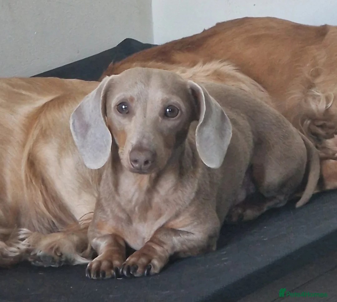 Miniature Dachshund dogs for stud: Miniature dachshund for stud!  in Nottingham - Advert 3