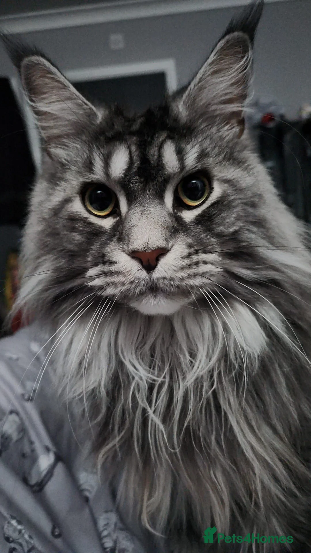 Gallery Image {{count}}