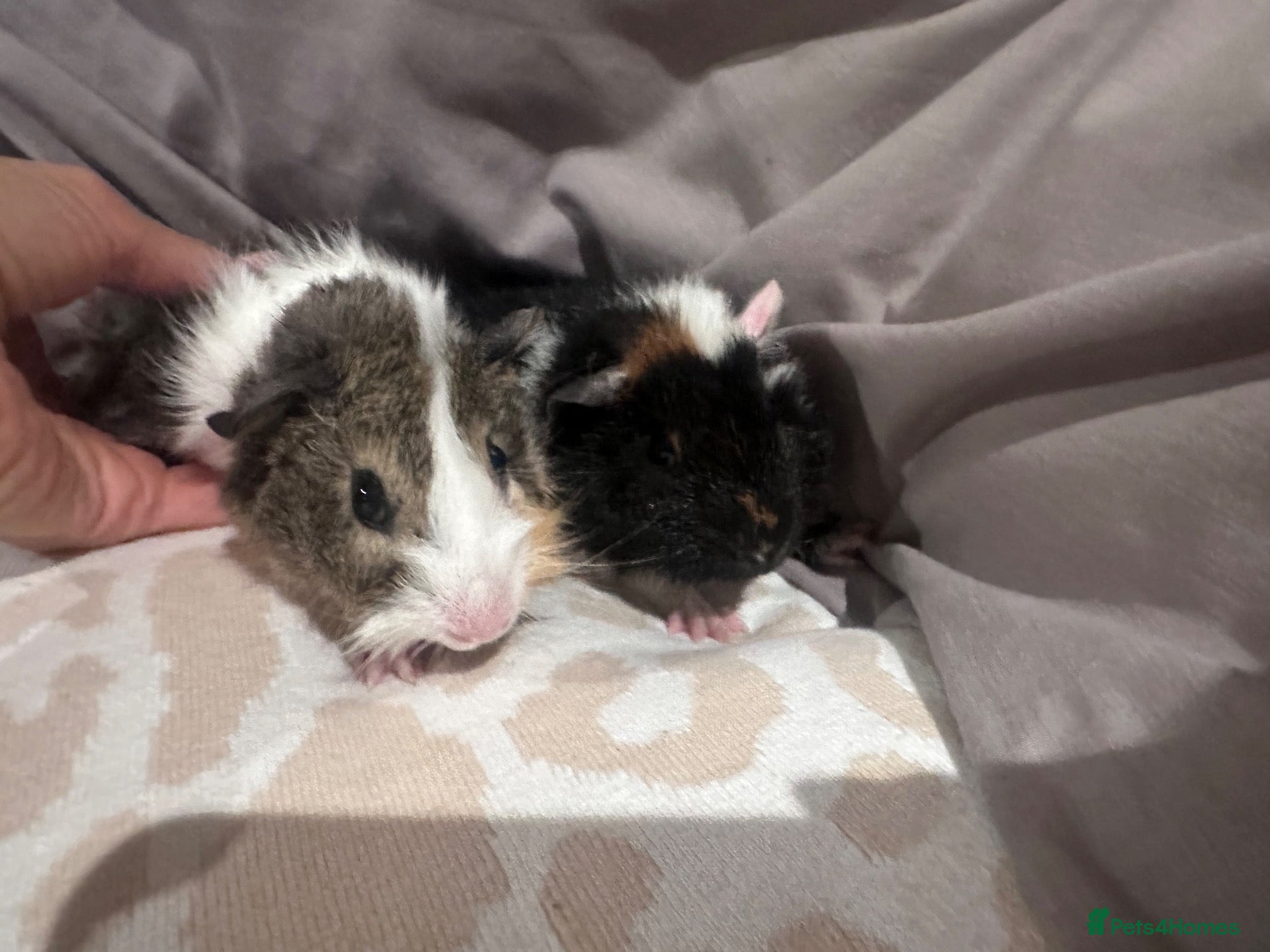 Guinea Pig rodents Baby boy guinea pigs long haired 9 weeks old  - Advert 11