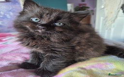 Ragdoll cats for sale: 2 x female 1/2 ragdoll kittens.  Gorgeous colours - Image 7
