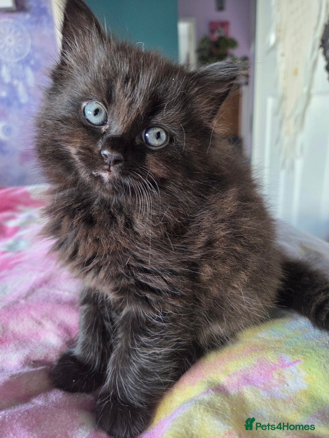 Ragdoll cats for sale: 2 x female 1/2 ragdoll kittens.  Gorgeous colours - Image 7