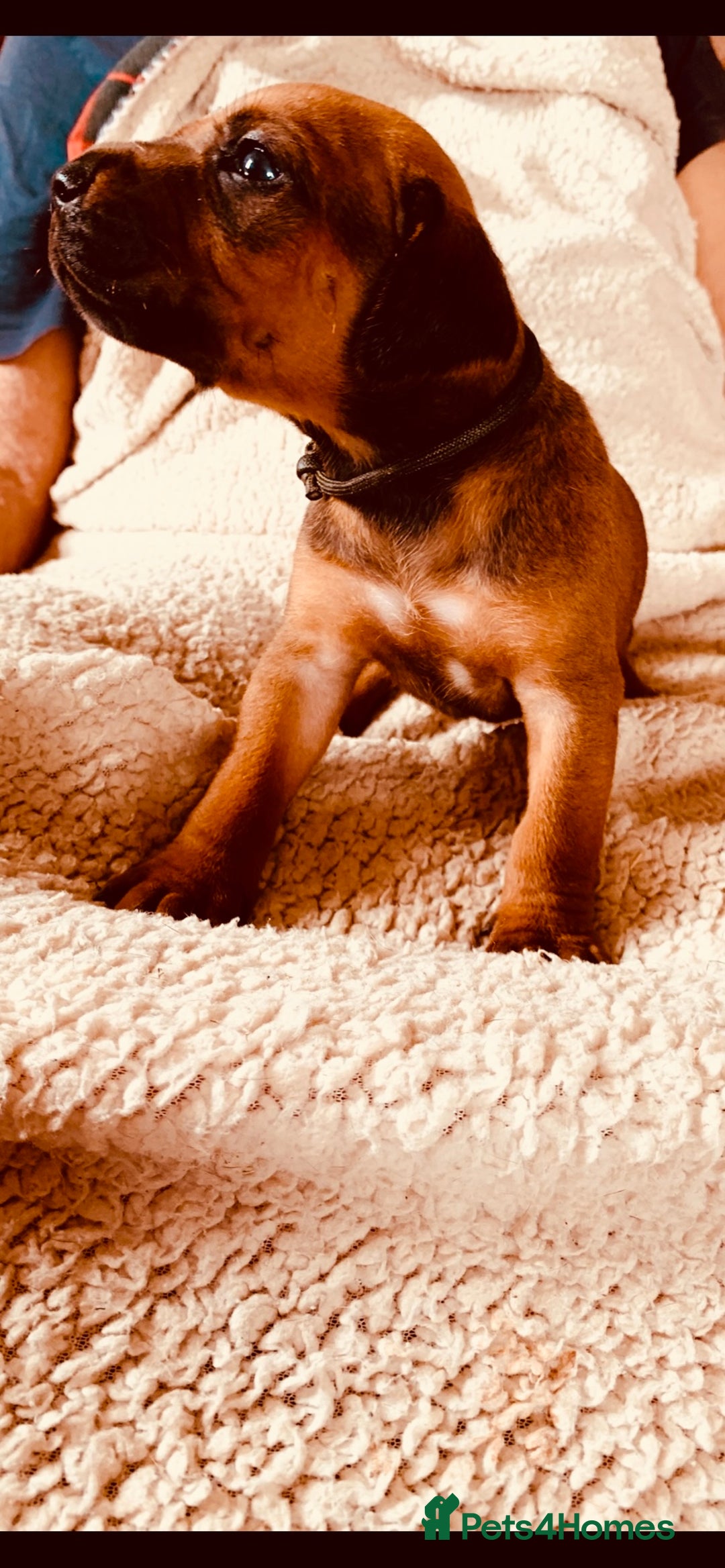 Rhodesian Ridgeback dogs for sale: Lovely Red Wheaten FULLY health tested parents in Pwllheli - Image 23