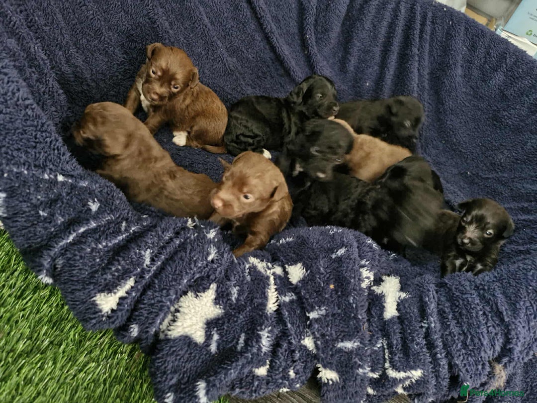 Jackapoo dogs for sale: Jackpot x gorgeous little puppies  - Image 2