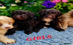 Cockapoo dogs for sale: Top quality F1 health tested cockapoos  - Image 10