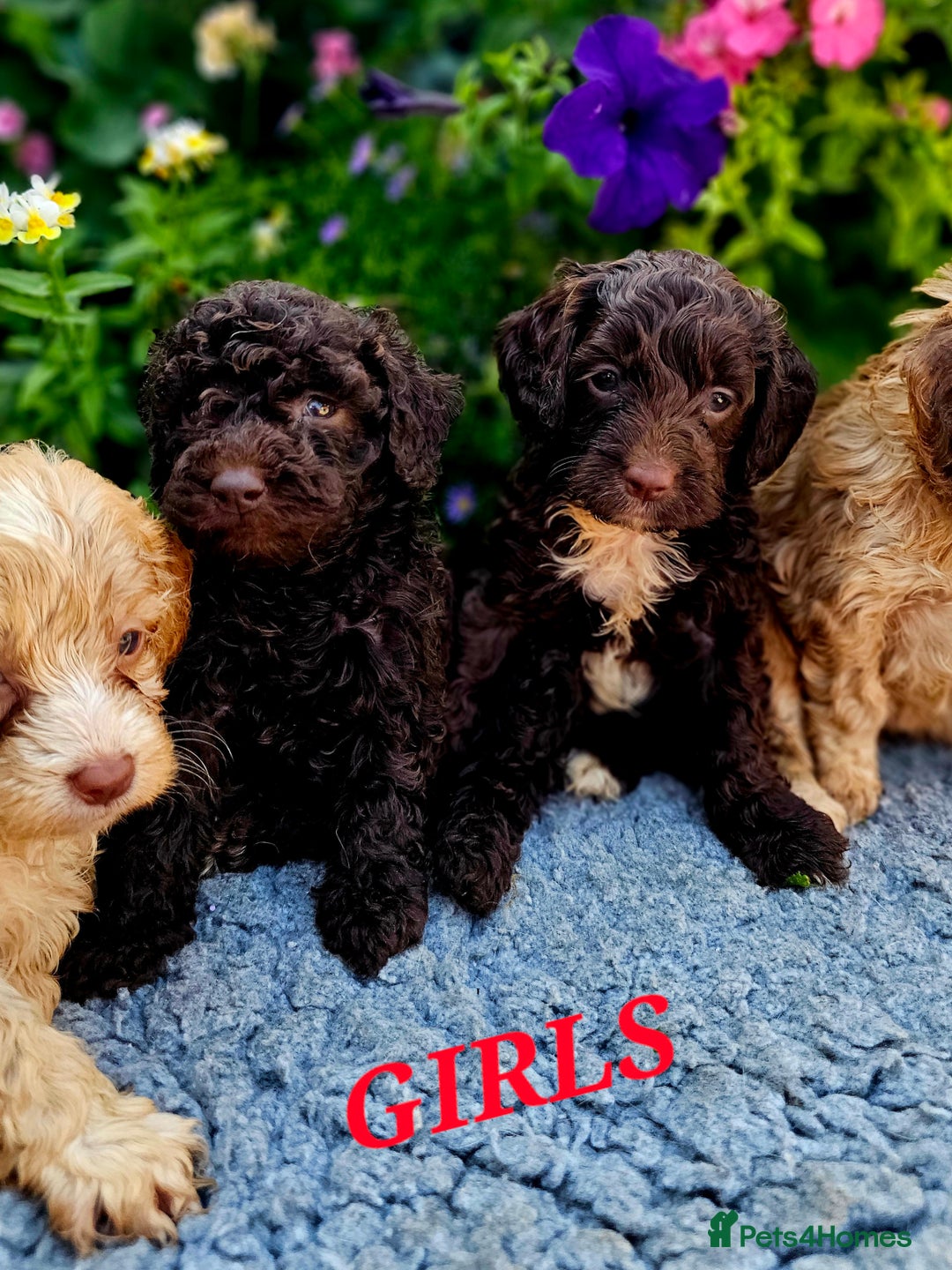 Cockapoo dogs for sale: Top quality F1 health tested cockapoos  - Image 10