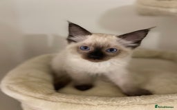 Ragdoll cats for sale: Luxury Champion Line Ragdoll Pedigree Kittens - Image 4