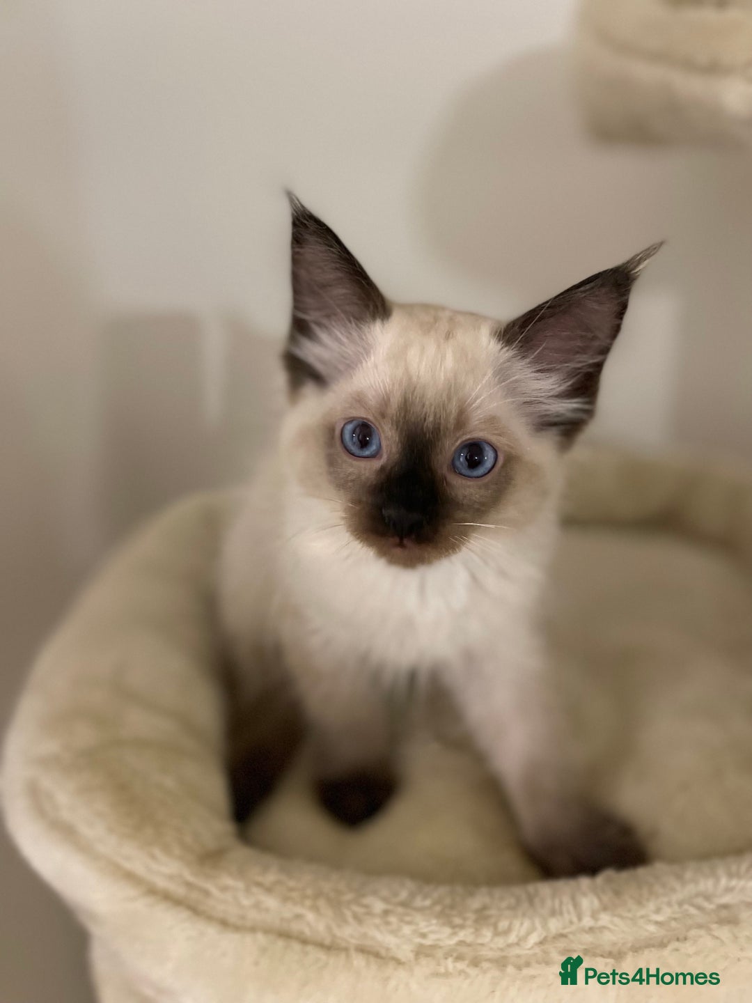 Ragdoll cats for sale: Luxury Champion Line Ragdoll Pedigree Kittens - Image 4