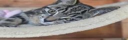 Mixed Breed cats for sale: Half Bengal Kittens - Advert 15