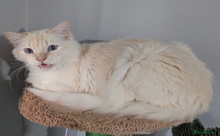 Ragdoll cats - Advert 15