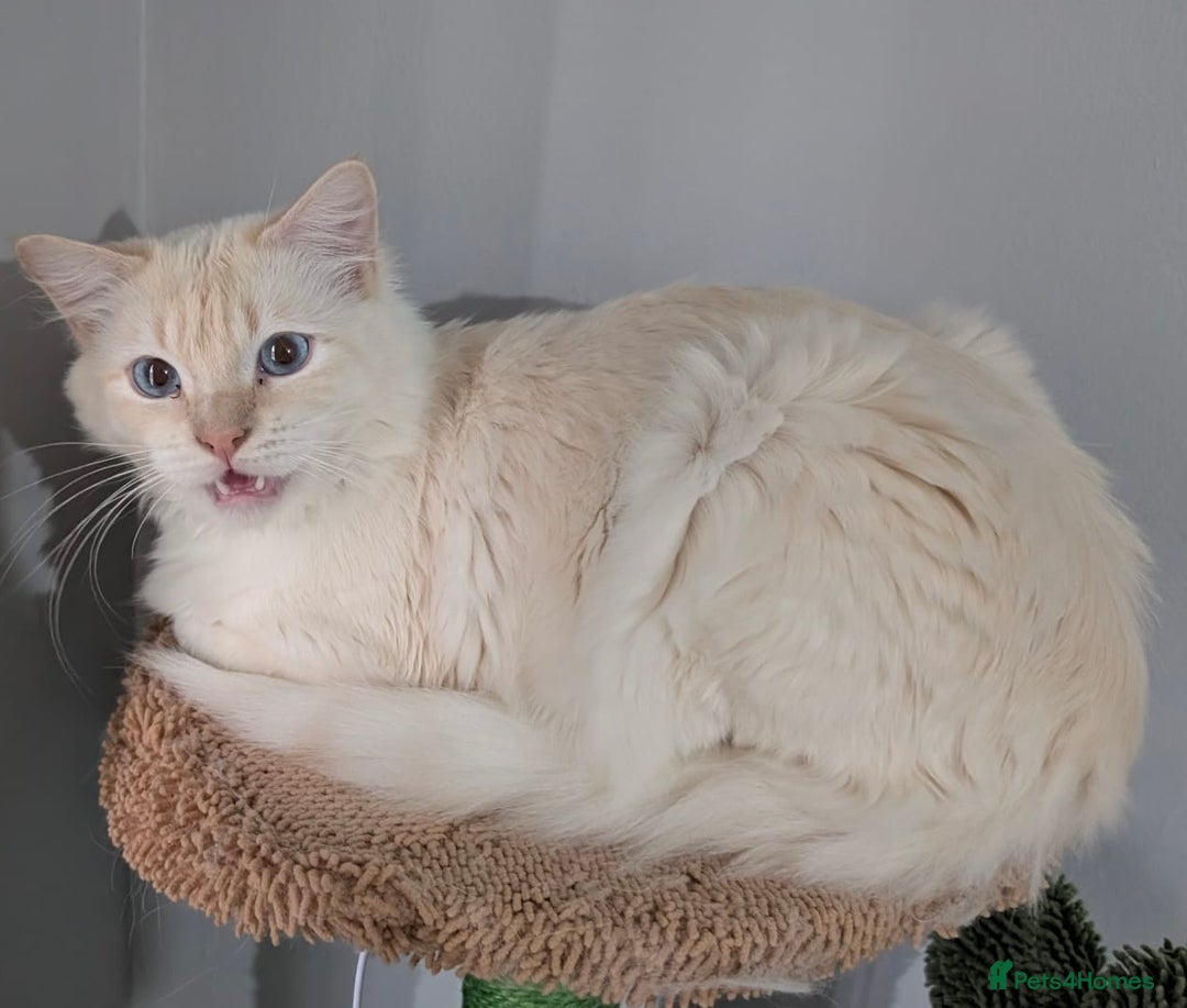 Ragdoll cats for stud: Handsome Genetically Tested Flame-Point for Stud - Image 1