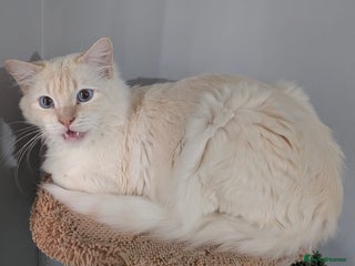 Ragdoll cats - Advert 10