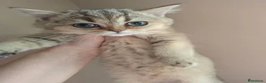 British shorthair 3