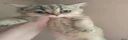 British Longhair cats for sale: Golden British longhair pure bloodline  - Advert 30