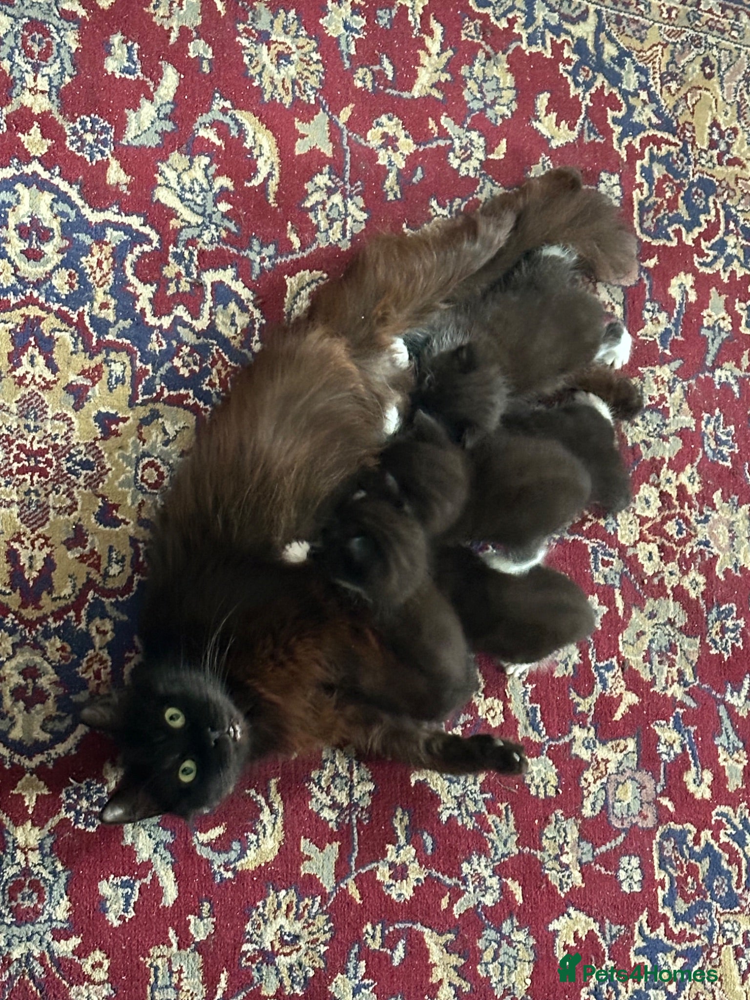 Mixed Breed cats 3 female kittens waiting to be rehoused  - Advert 2