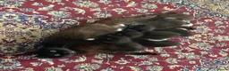 Mixed Breed cats for sale: 3 female kittens waiting to be rehoused  in Gillingham - Advert 1