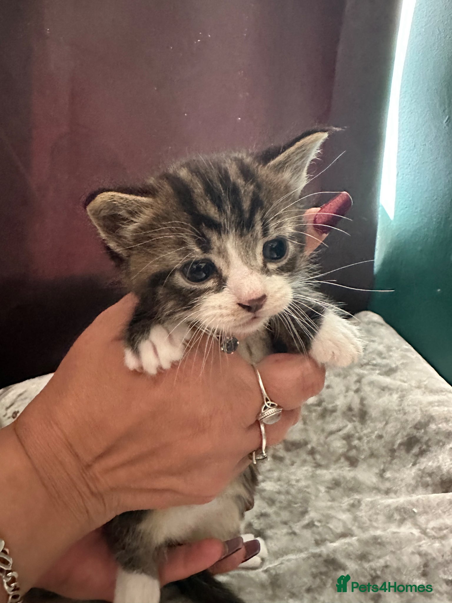 Mixed Breed cats Male Tabby Kitten - Advert 1