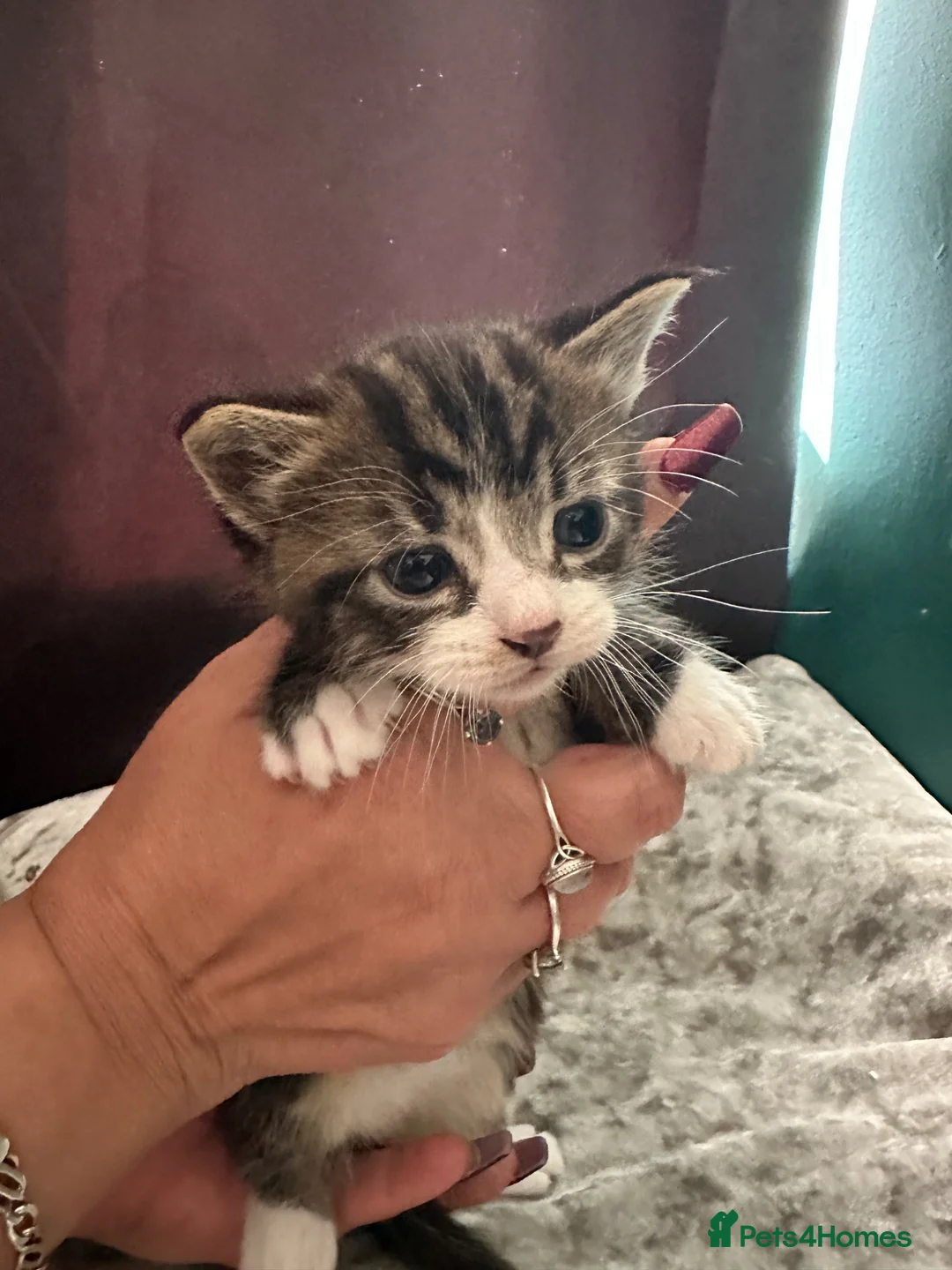 Mixed Breed cats for sale: Male Tabby Kitten in West Drayton - Advert 1