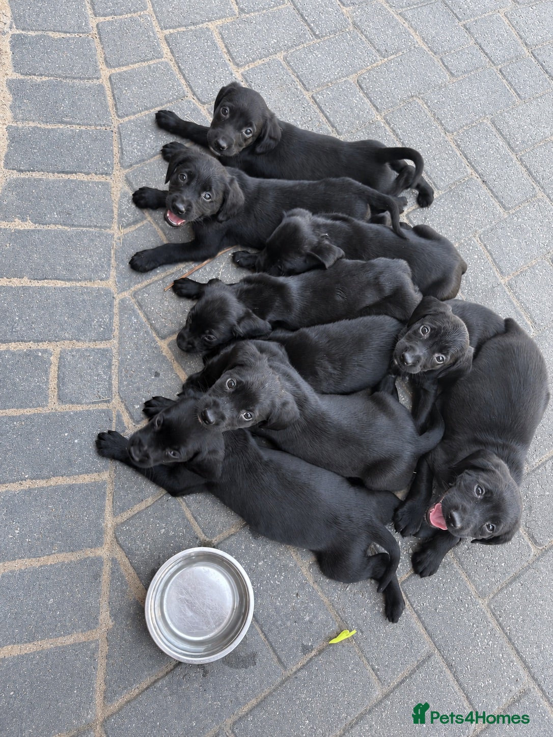 Springador dogs Springador Puppies🐶 - Advert 1