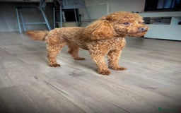 Maltipoo dogs for sale: ✨ Adorable Maltipoo Puppies Ready for New Homes ✨ - Image 16