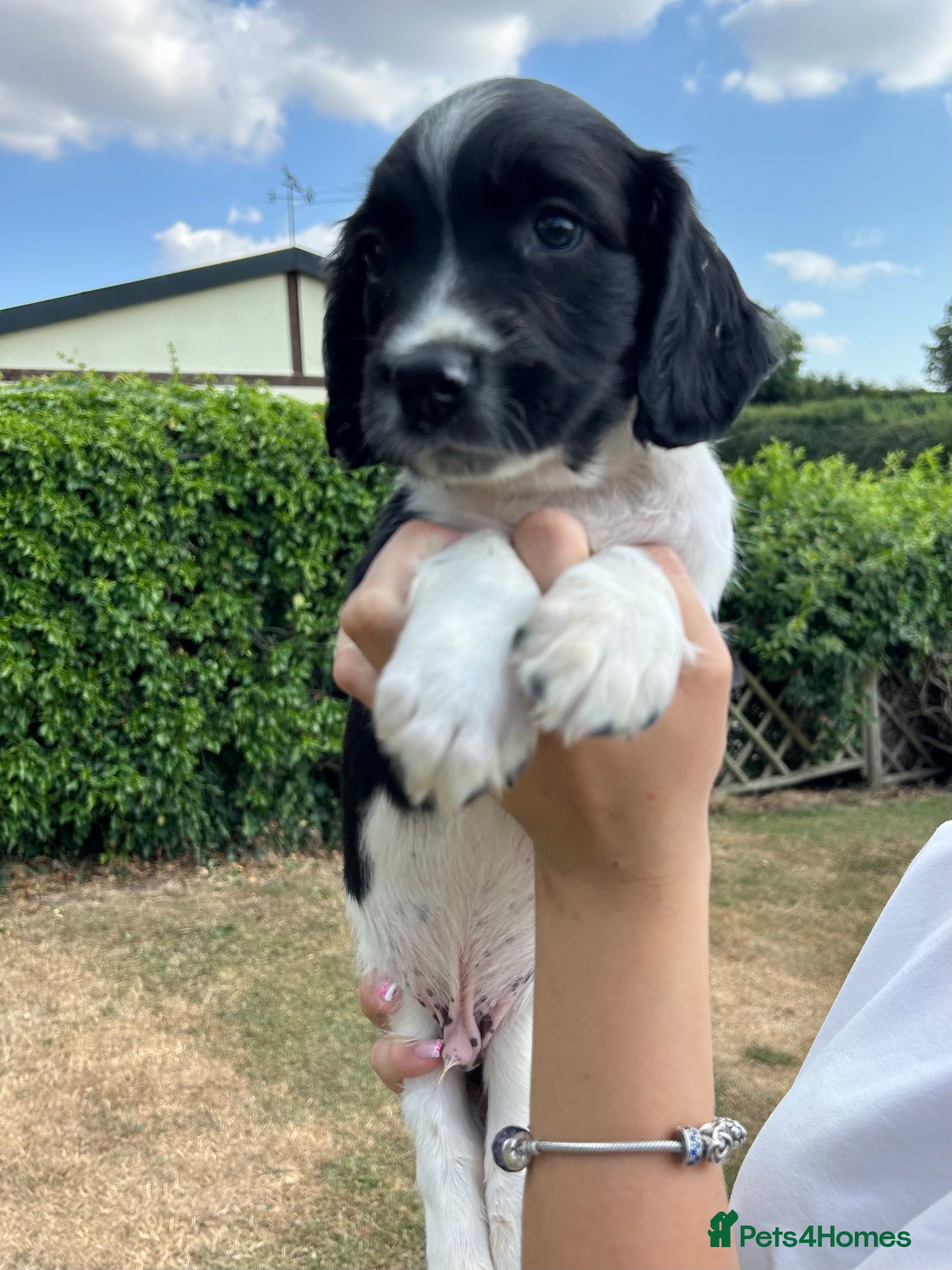 English Springer Spaniel dogs KC Working Springer Springer Puppies - Advert 1