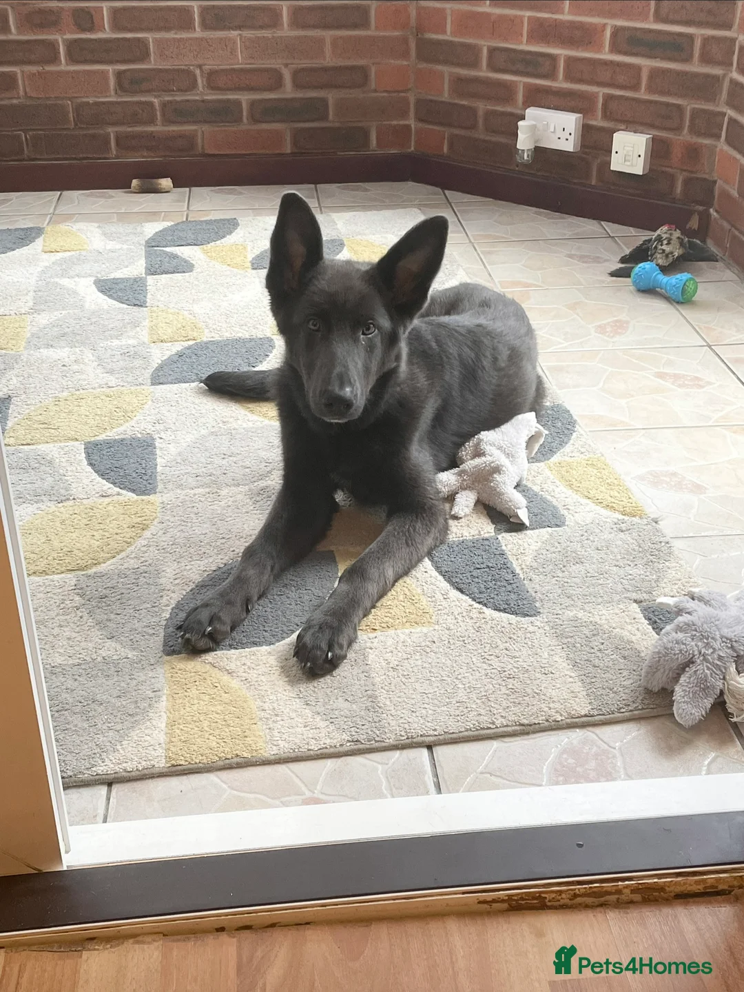 German Shepherd dogs for sale: Beautiful solid blue German shepherd female  in Crewe - Advert 4
