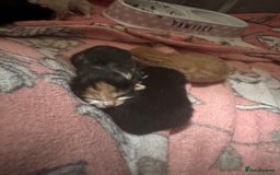 British Shorthair cats for sale: Kittens  - Image 3